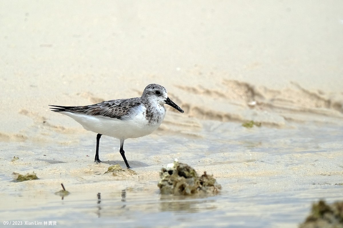 Sanderling - ML609630155