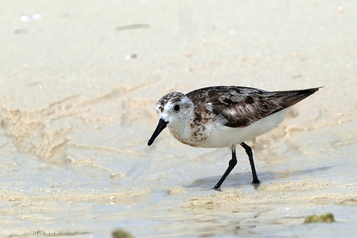 Sanderling - ML609630160