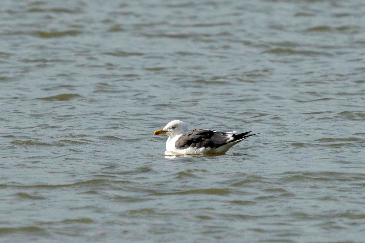 Lesser Black-backed Gull - ML609630180