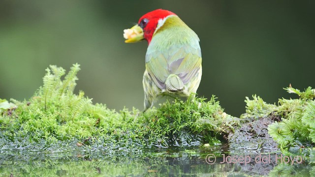 Kırmızı Başlı Barbet - ML609630326