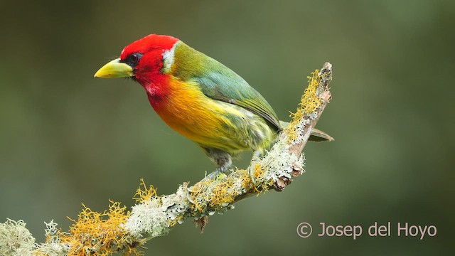 Red-headed Barbet - ML609630390