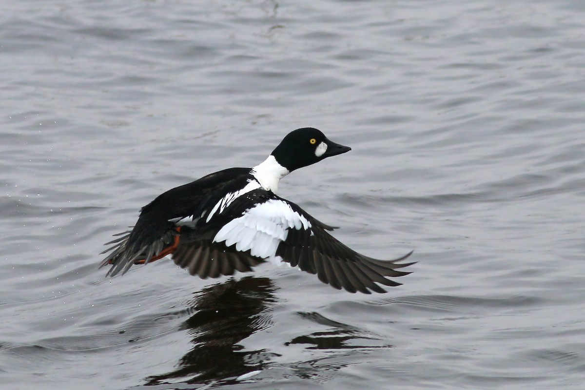 Common Goldeneye - ML609630402