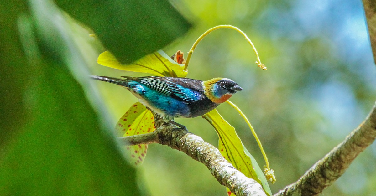Golden-hooded Tanager - Roni Martinez