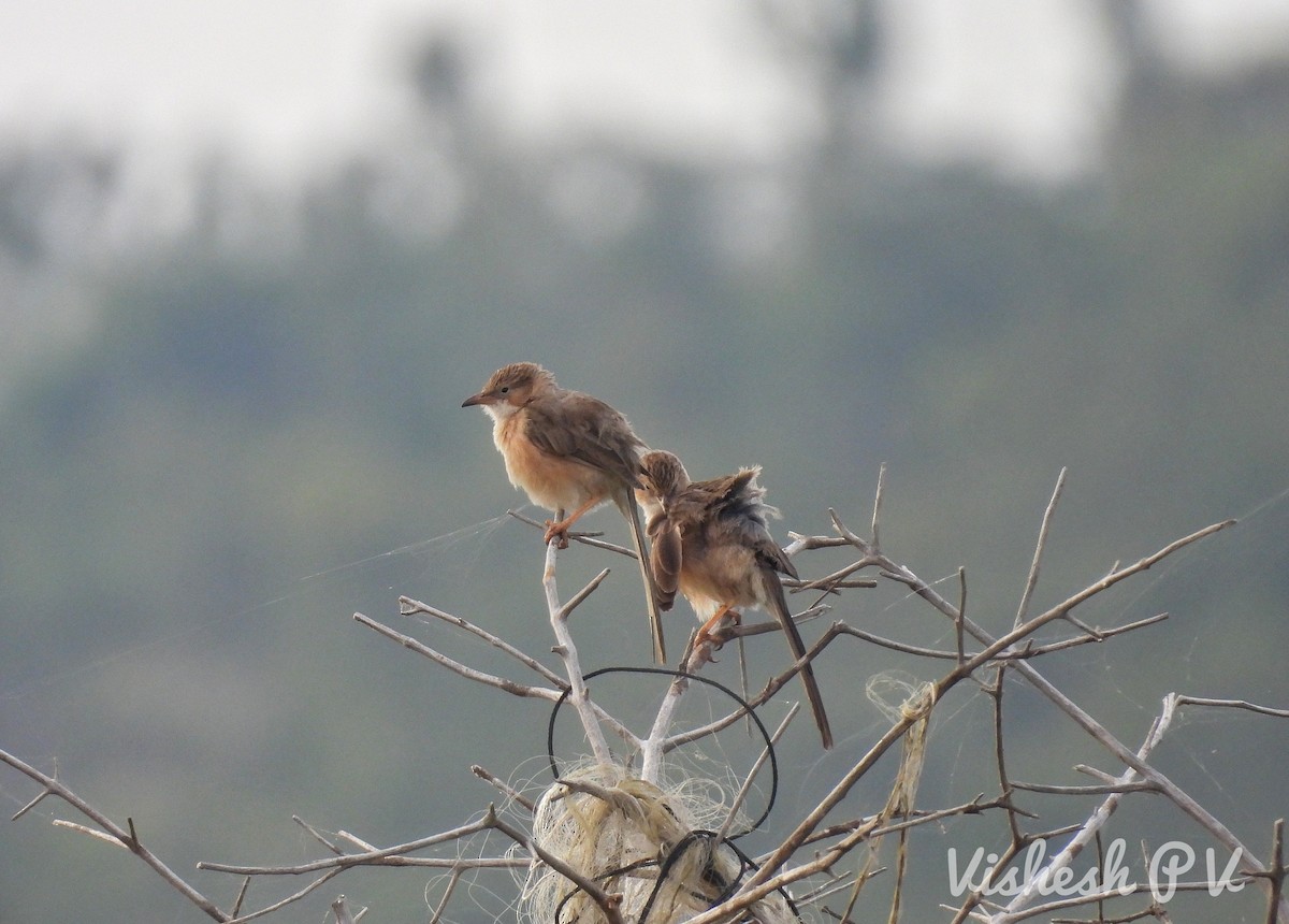 Common Babbler - Vishesh  P V