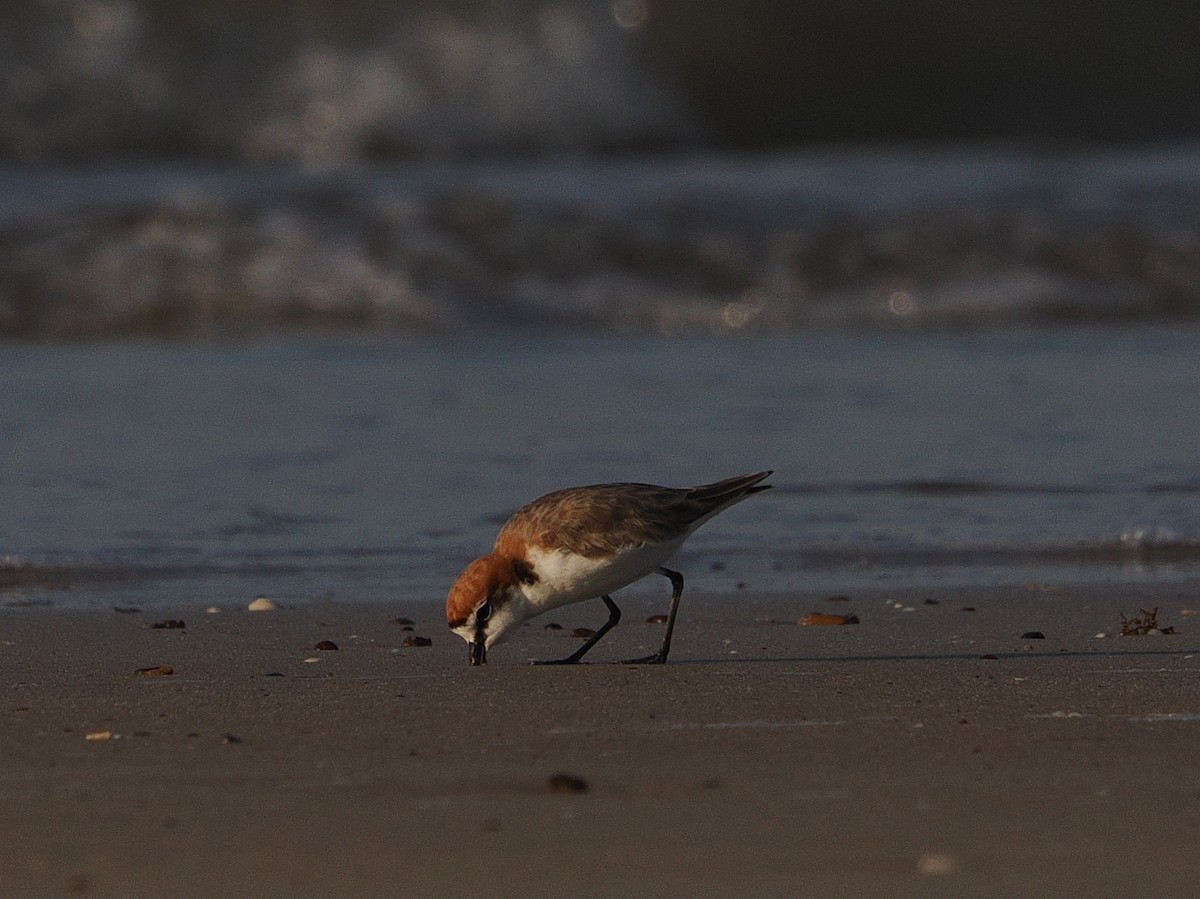 Red-capped Plover - ML609630560