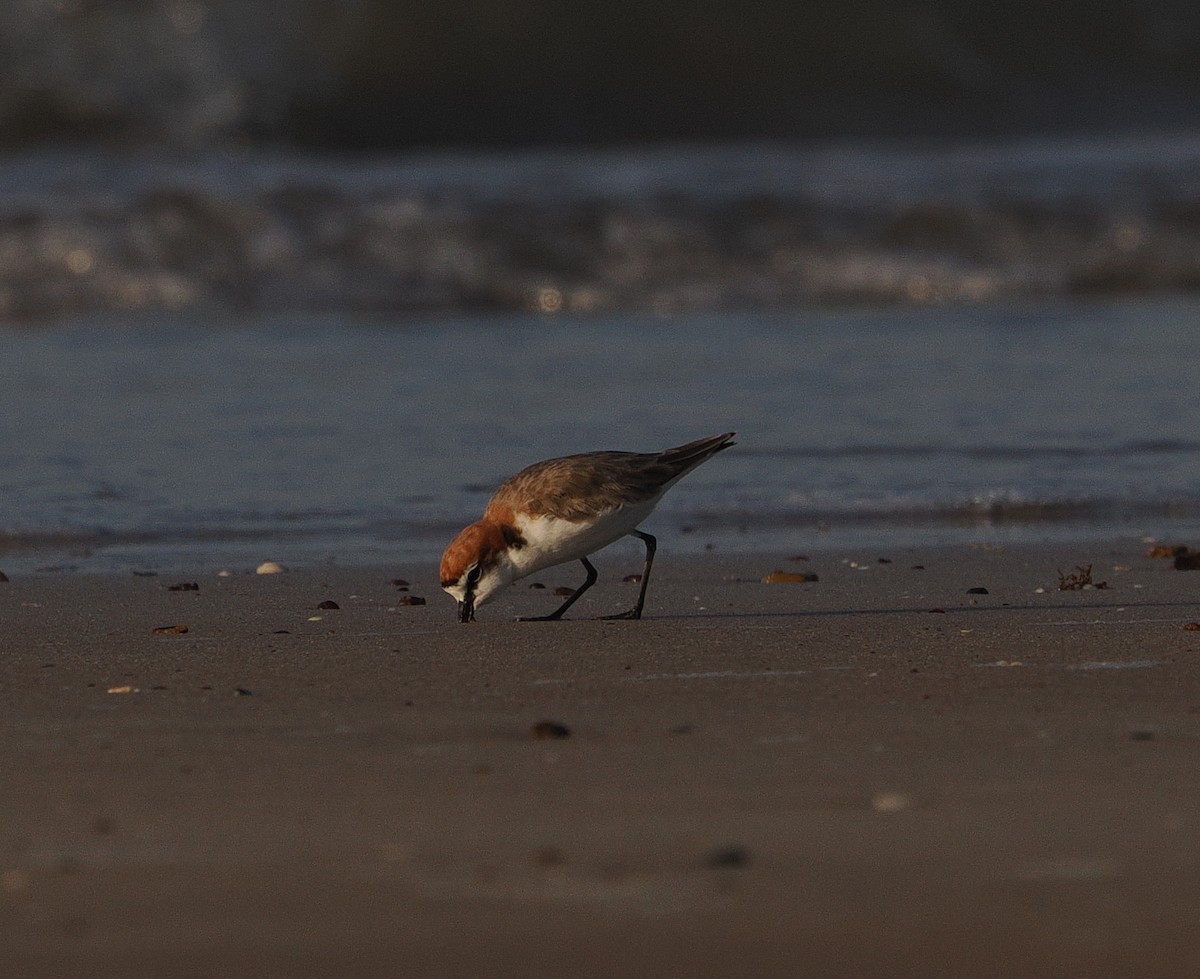 Red-capped Plover - ML609630561
