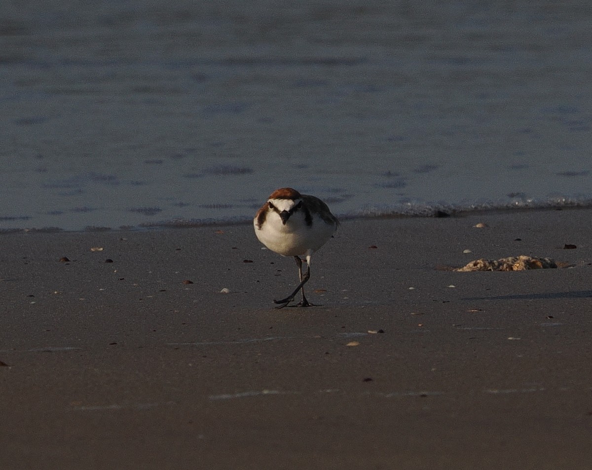 Red-capped Plover - ML609630565