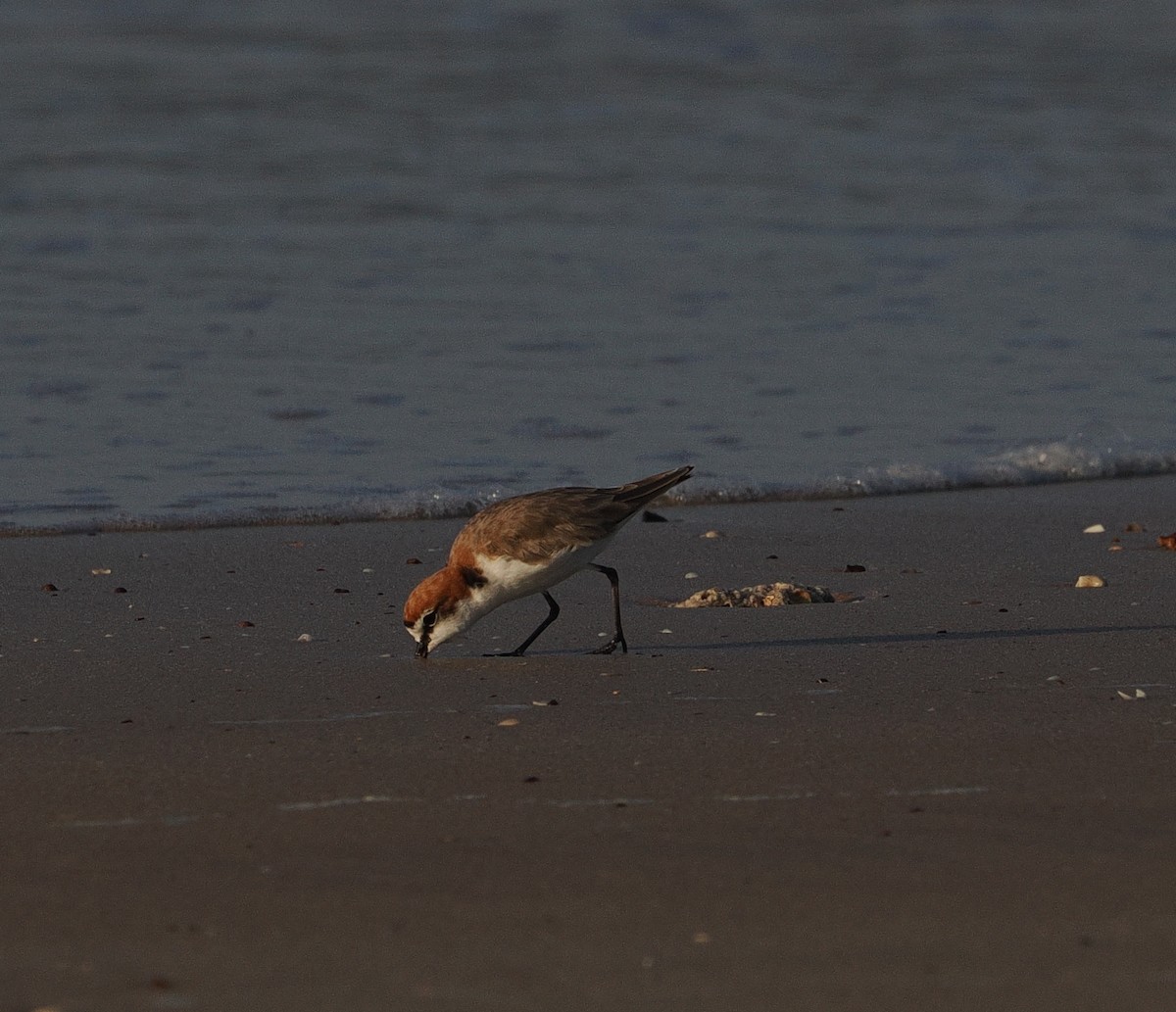 Red-capped Plover - ML609630566