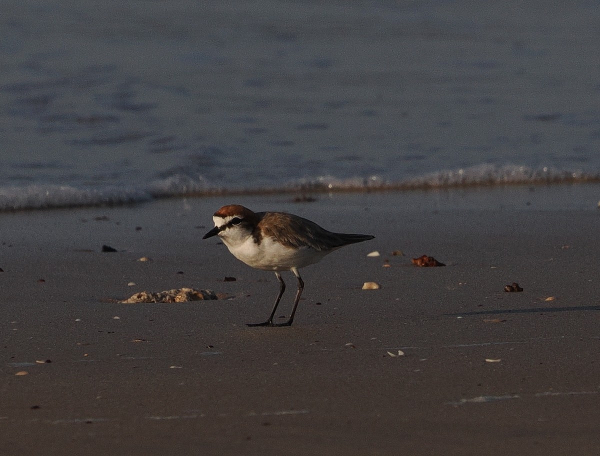 Red-capped Plover - ML609630579