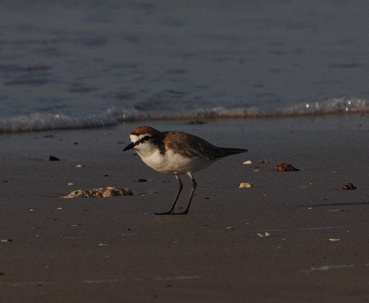 Red-capped Plover - ML609630580