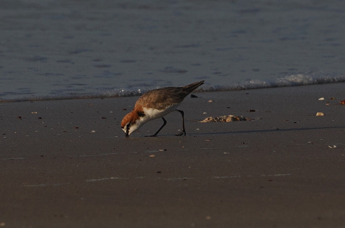 Red-capped Plover - ML609630581