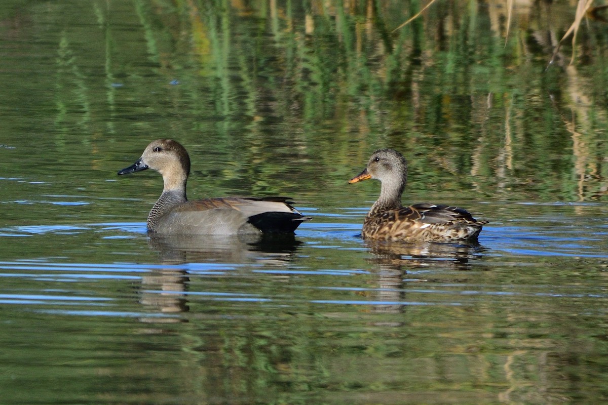 Gadwall - ML609630596