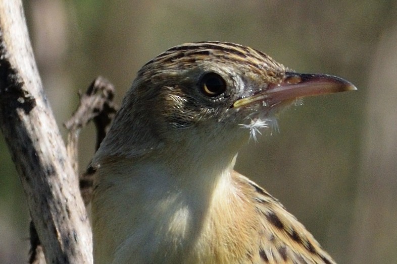 Zitting Cisticola - Andrés Turrado Ubón