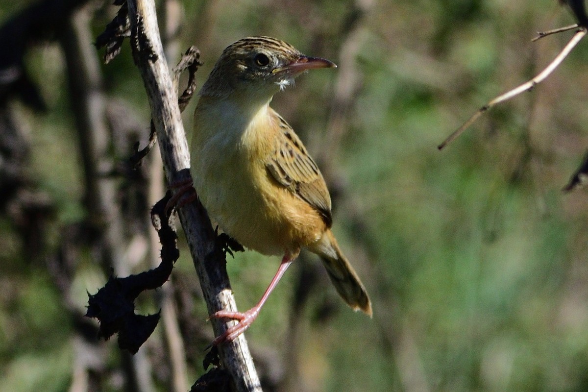 Zitting Cisticola - Andrés Turrado Ubón