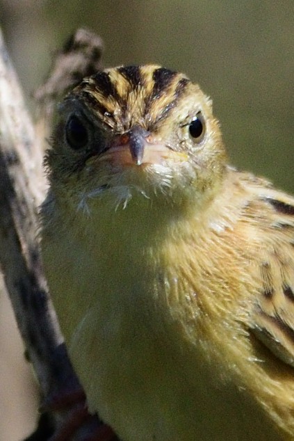 Zitting Cisticola - Andrés Turrado Ubón