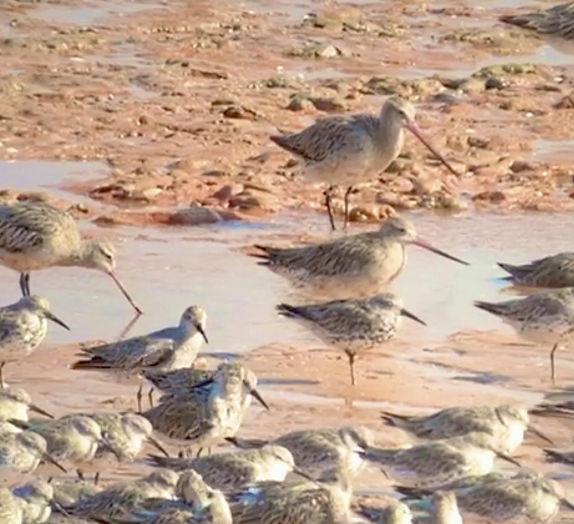 Bar-tailed Godwit - ML609630660