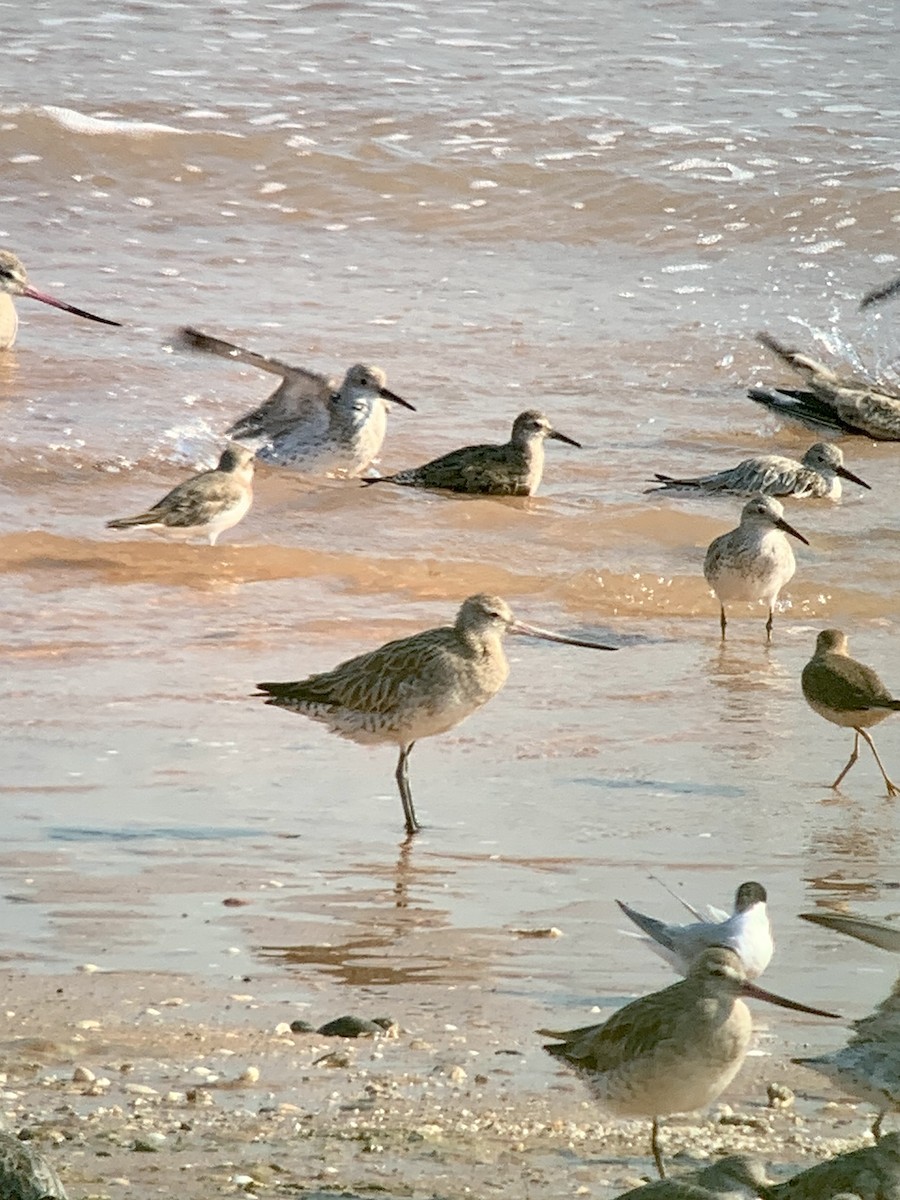 Bar-tailed Godwit - E . V