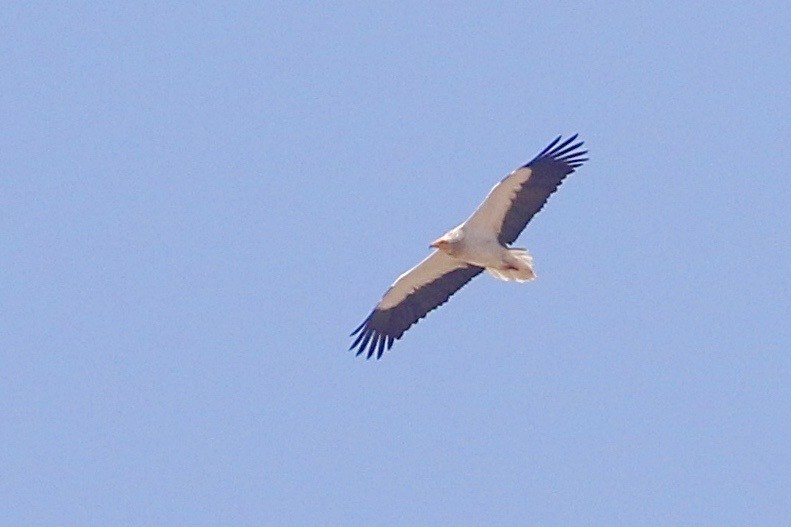 Egyptian Vulture - Mark Baker