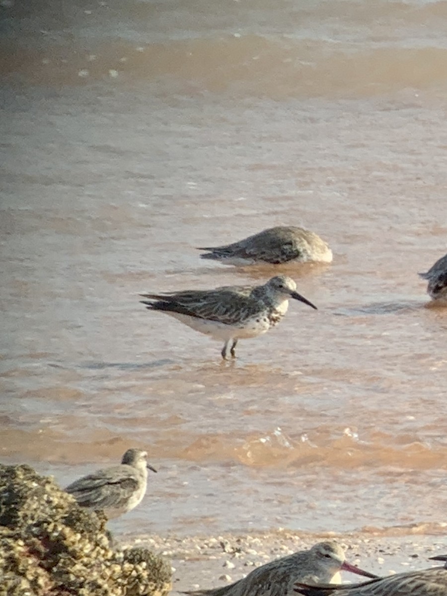 Great Knot - ML609630754