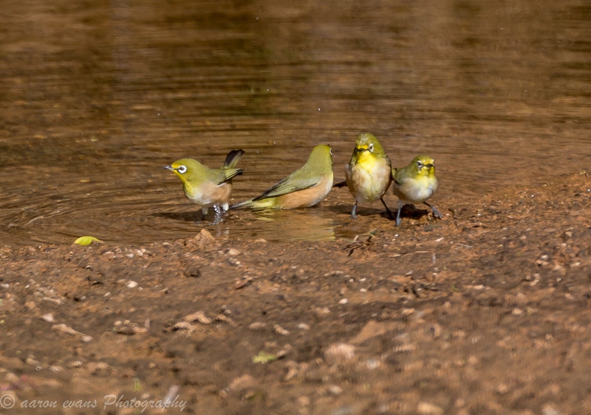 Orange River White-eye - aaron evans