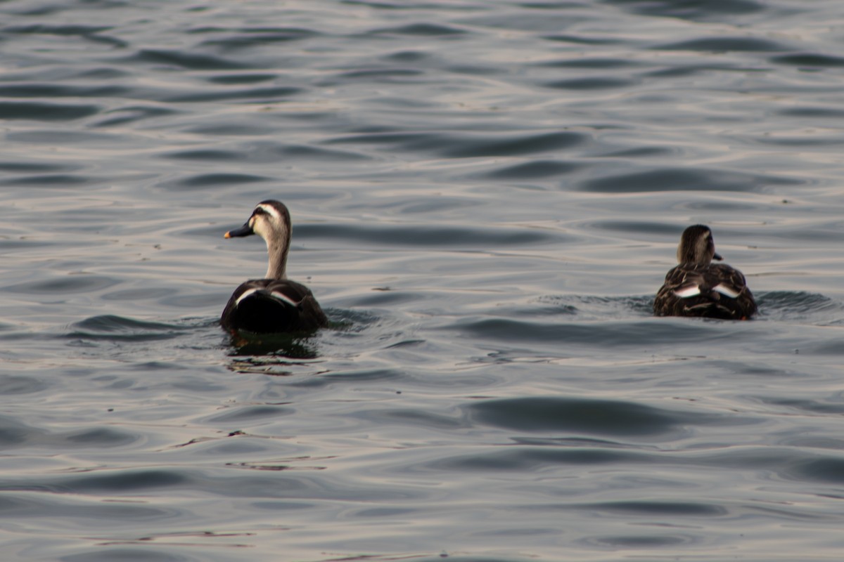 Eastern Spot-billed Duck - ML609630845