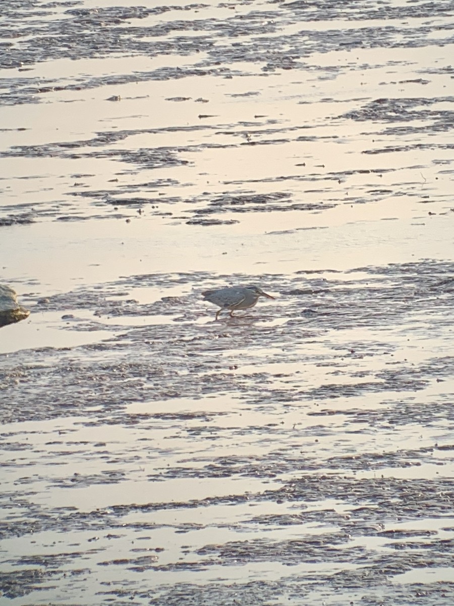 Striated Heron - E . V