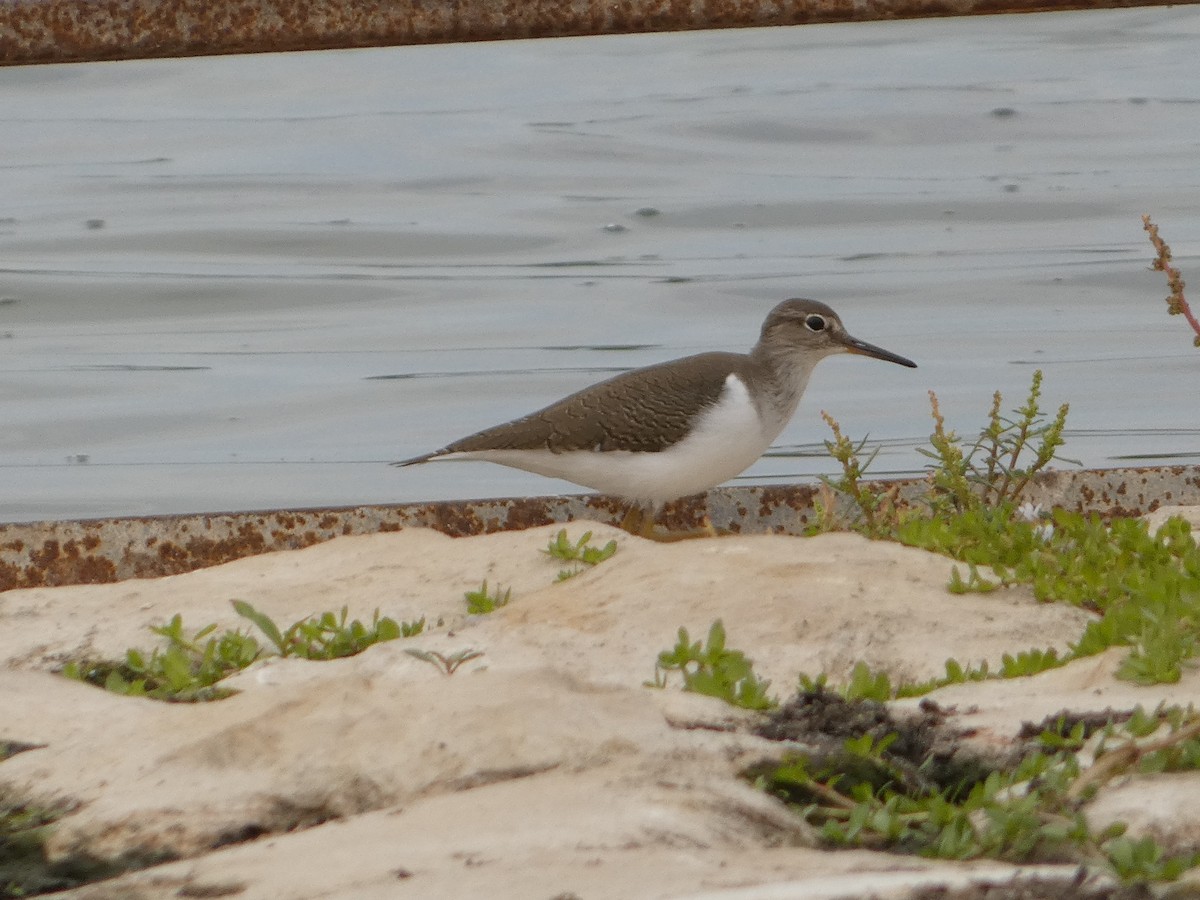 Common Sandpiper - ML609630869