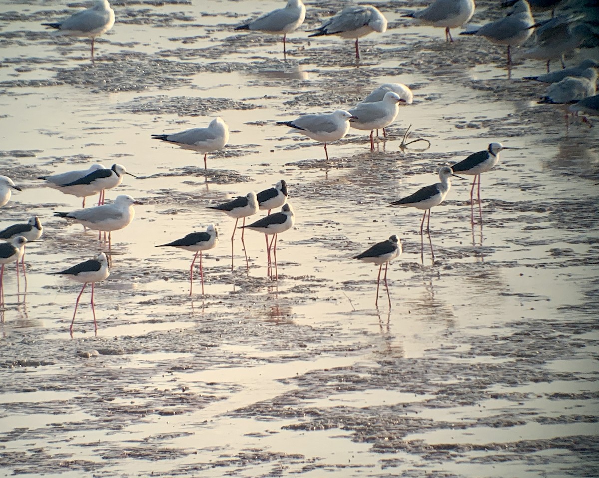 Pied Stilt - E . V