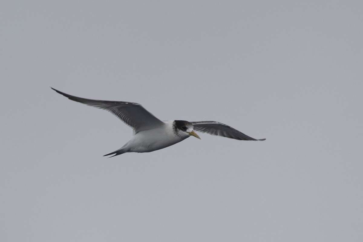 Great Crested Tern - ML609630963