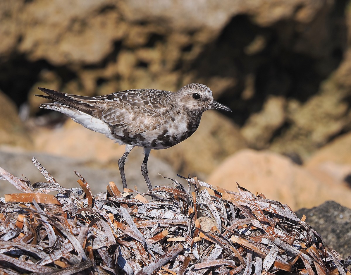 Black-bellied Plover - John Baas