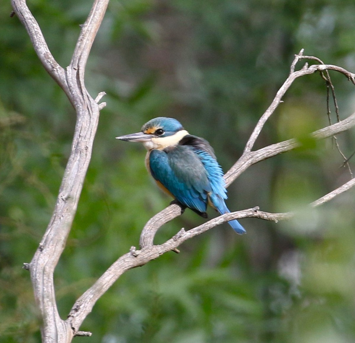 Sacred Kingfisher - ML609631006