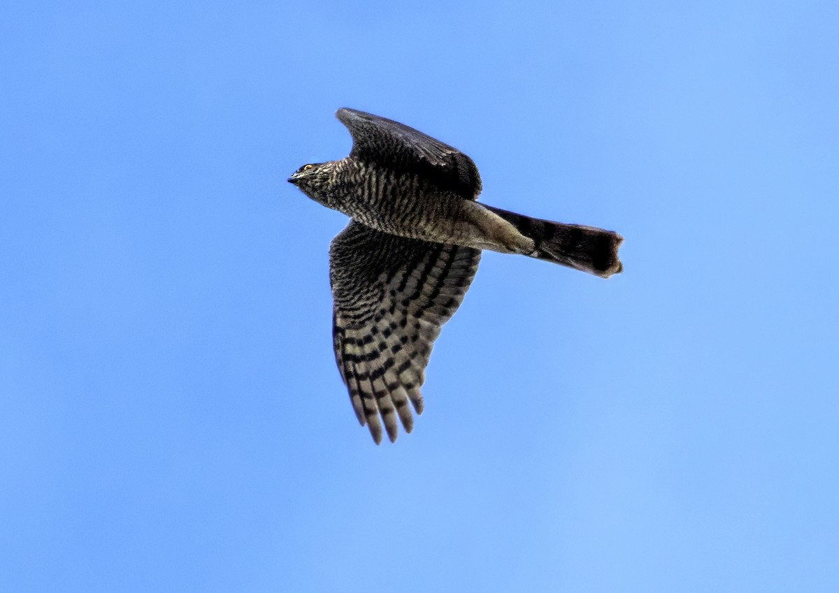 Eurasian Sparrowhawk - omer shechter