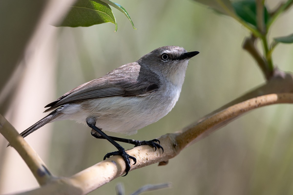 Dusky Gerygone - ML609631095