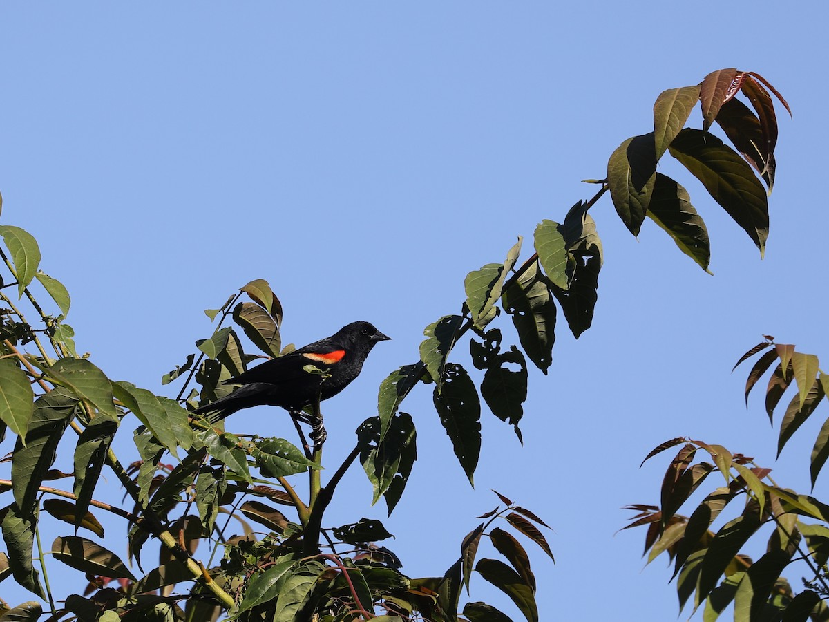 Red-winged Blackbird - ML609631135