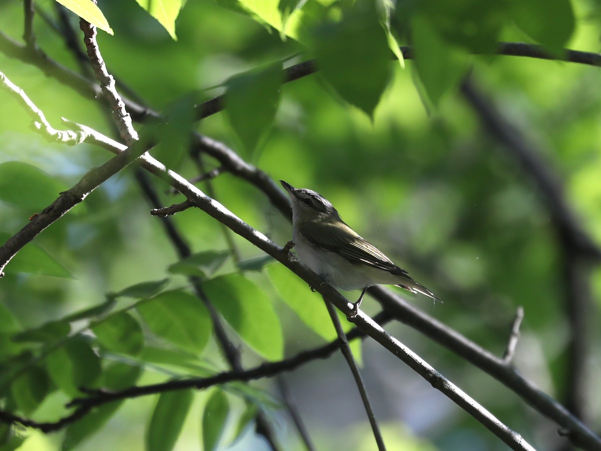 Red-eyed Vireo - ML609631138