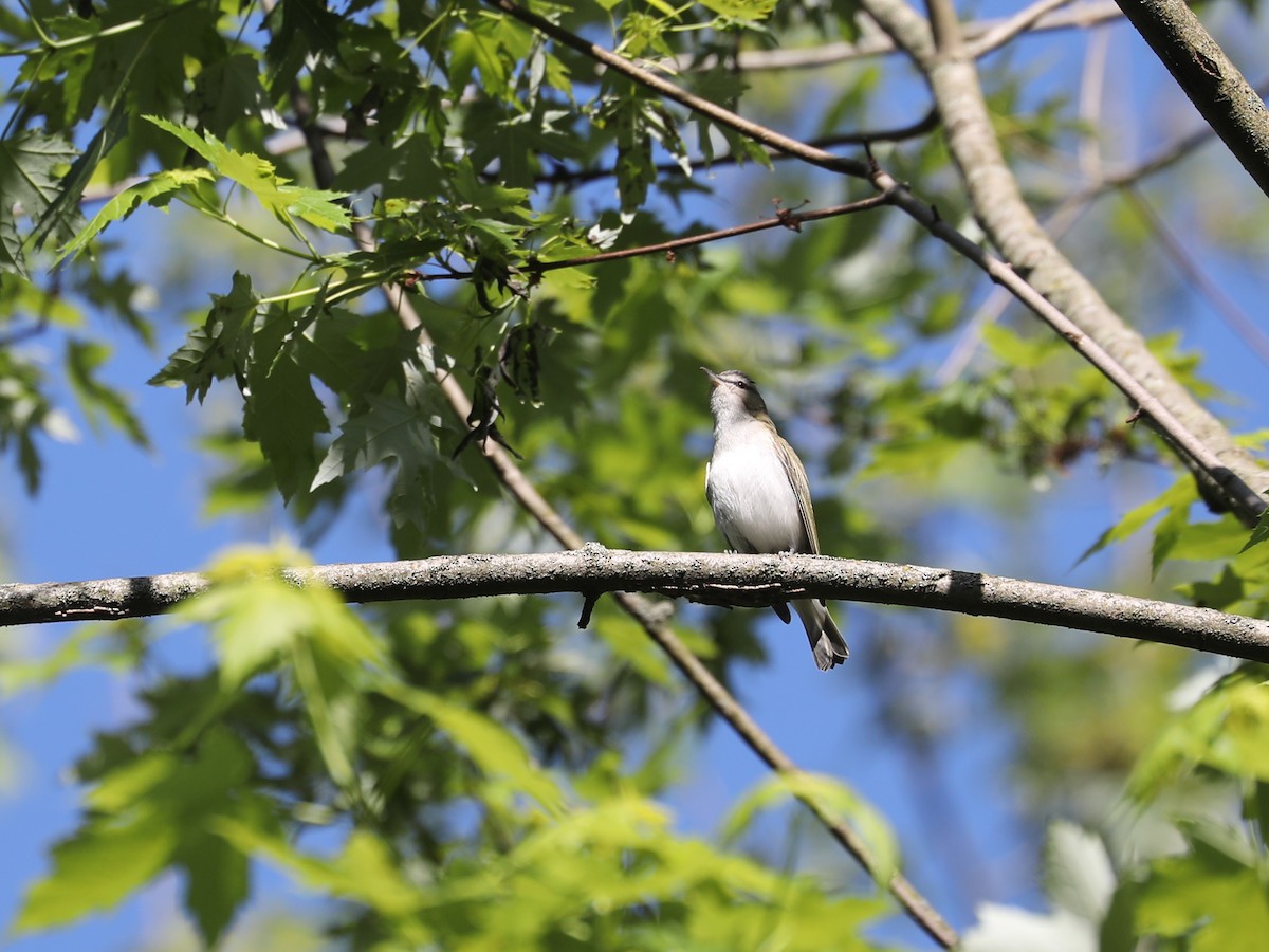 Red-eyed Vireo - ML609631139