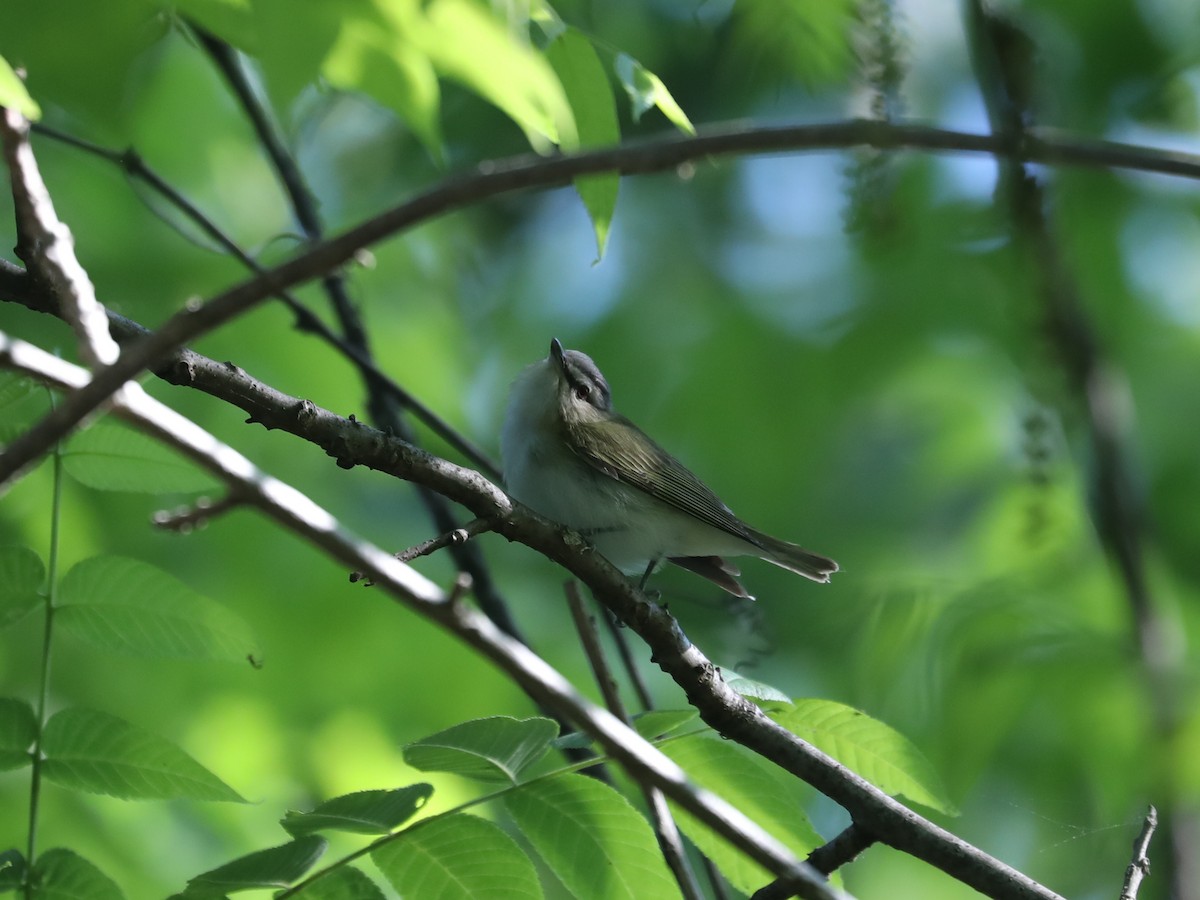 Red-eyed Vireo - ML609631140