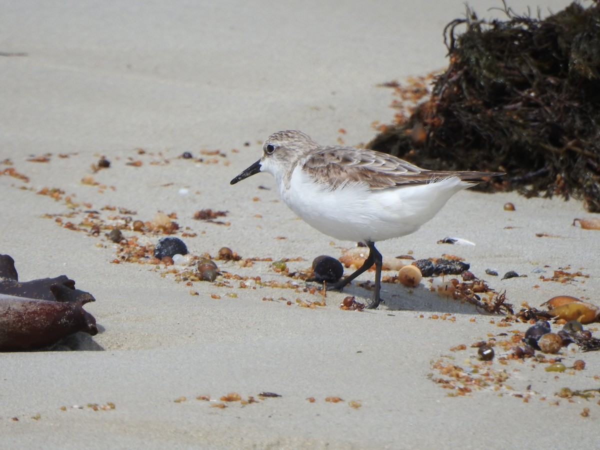 Red-necked Stint - ML609631248