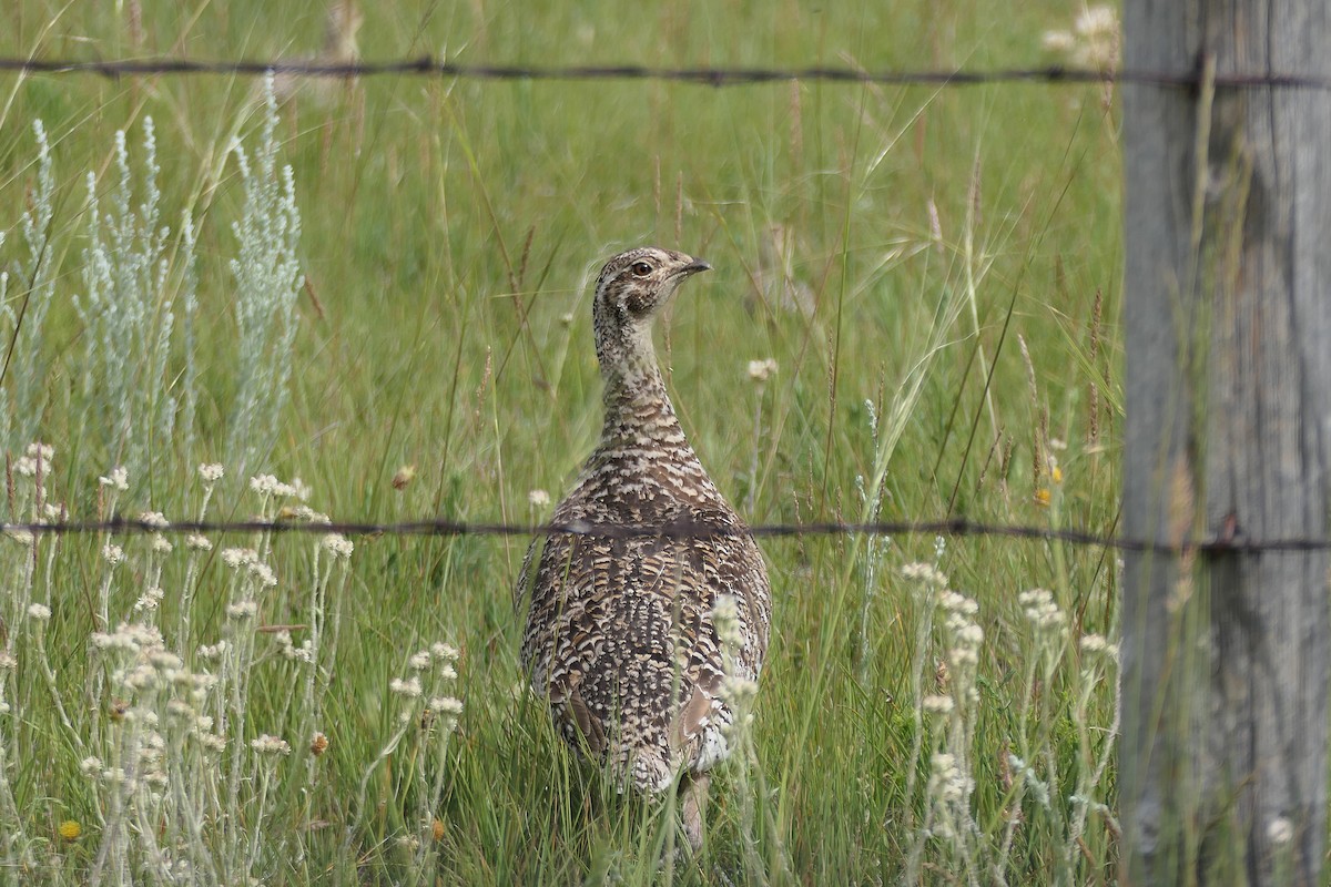Sharp-tailed Grouse - ML609631286