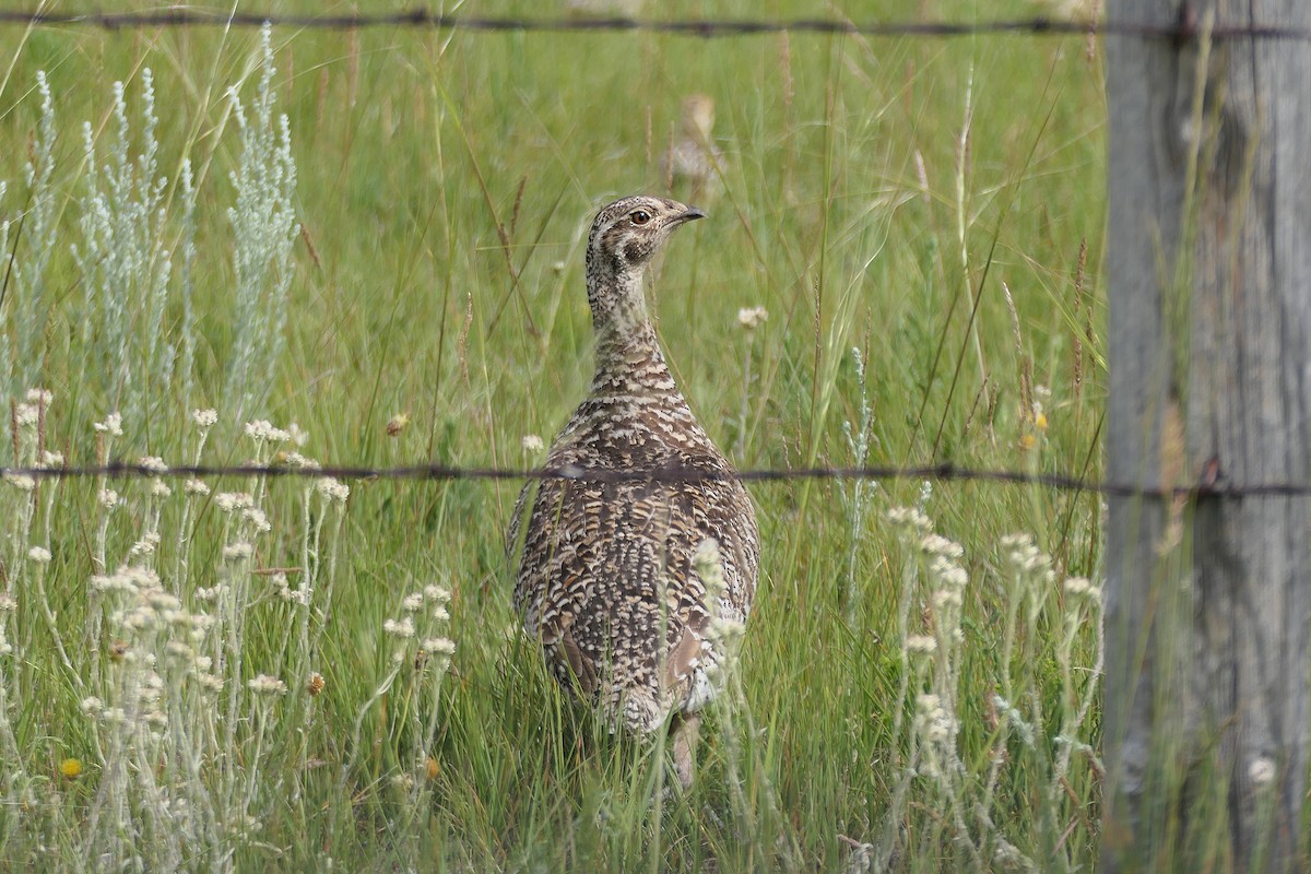 Sharp-tailed Grouse - ML609631287