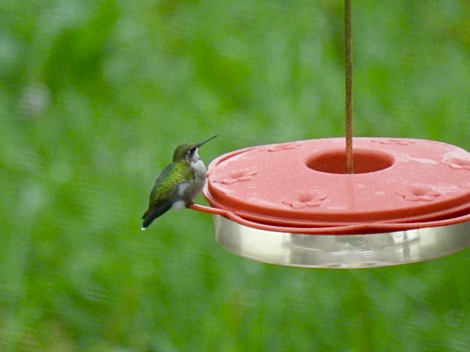 Colibri à gorge rubis - ML609631308