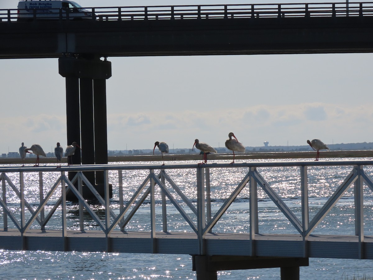 Ibis blanc - ML609631386