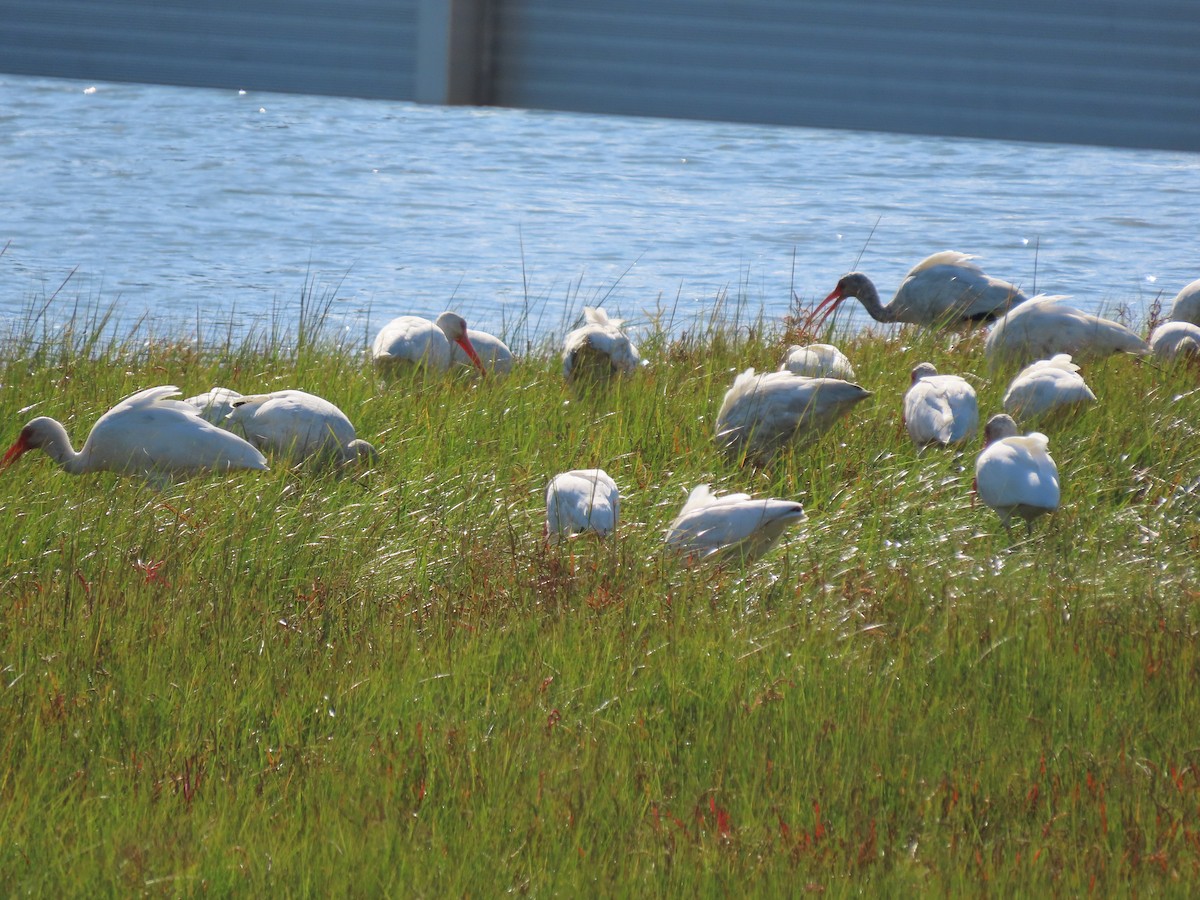 Ibis blanc - ML609631387