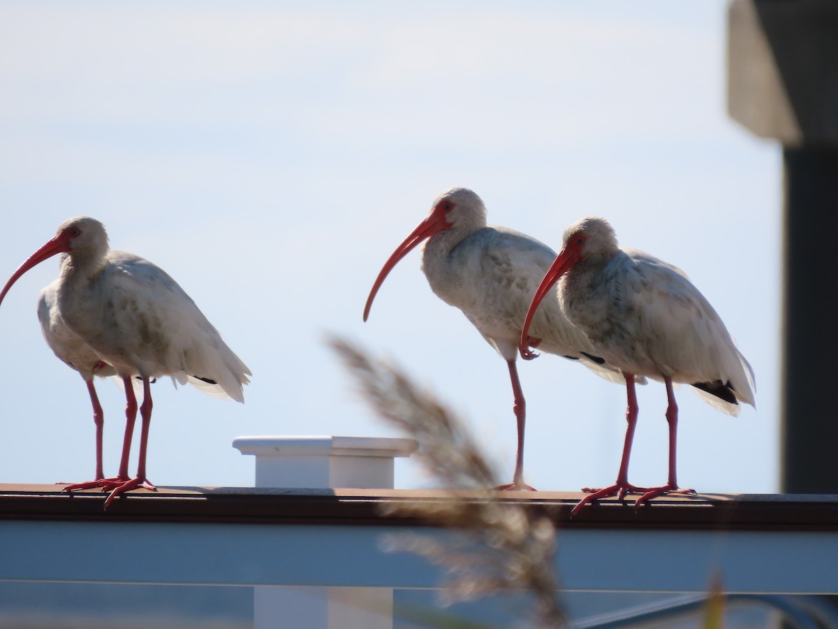 Ibis blanc - ML609631394