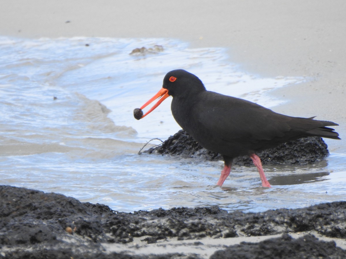 Sooty Oystercatcher - Kerry Vickers