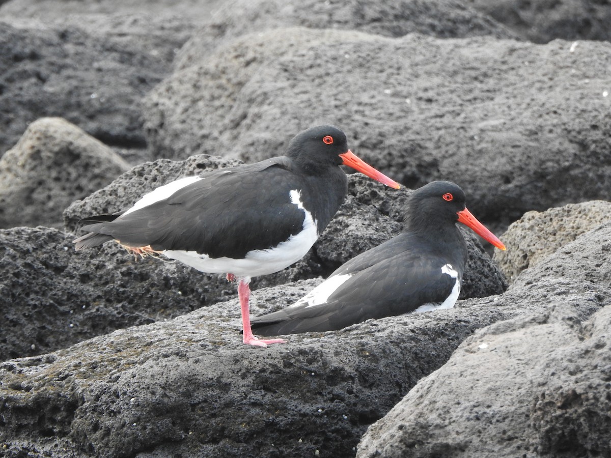 Pied Oystercatcher - Kerry Vickers