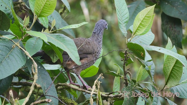 Colombian Chachalaca - ML609631528