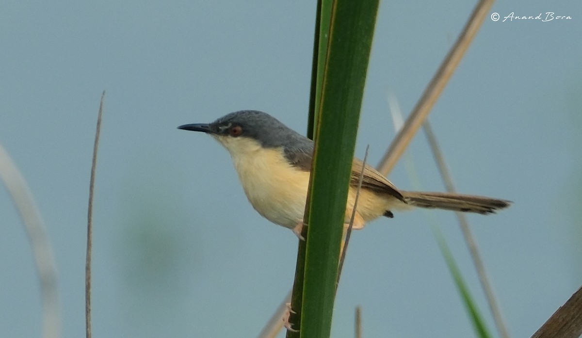 Ashy Prinia - ML609631574