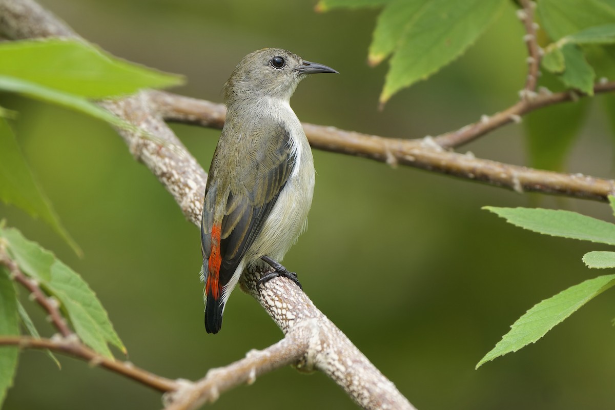 Scarlet-backed Flowerpecker - Sam Hambly