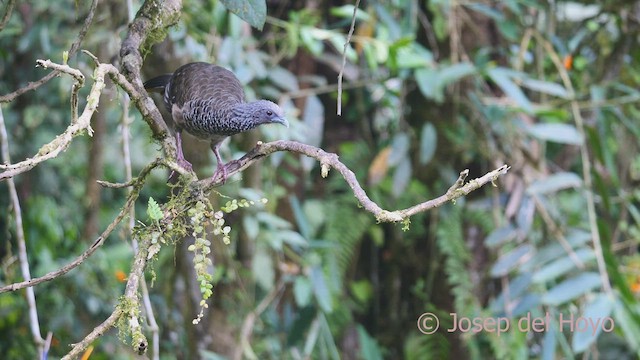 Chachalaca Colombiana - ML609631623